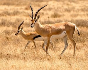 antelopes-nian-chen