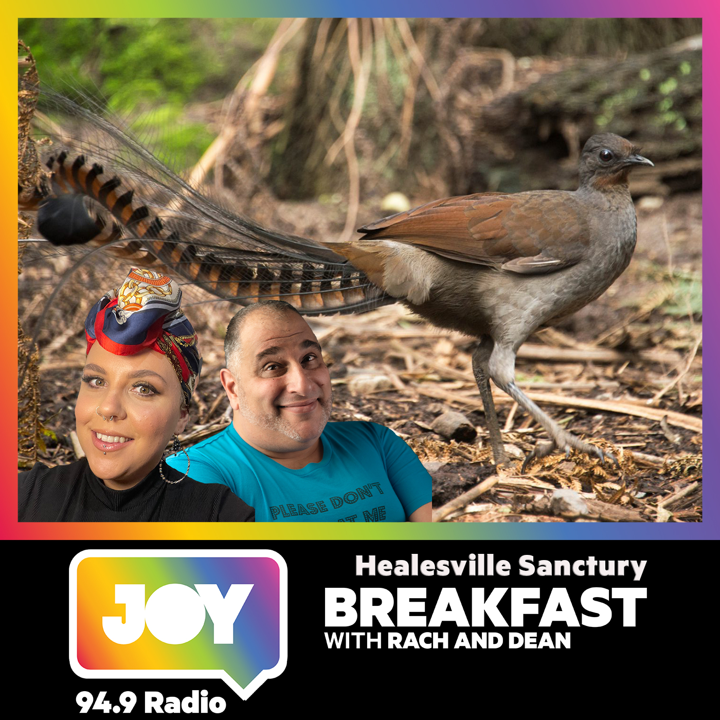 Singing up a storm with Lyrebirds