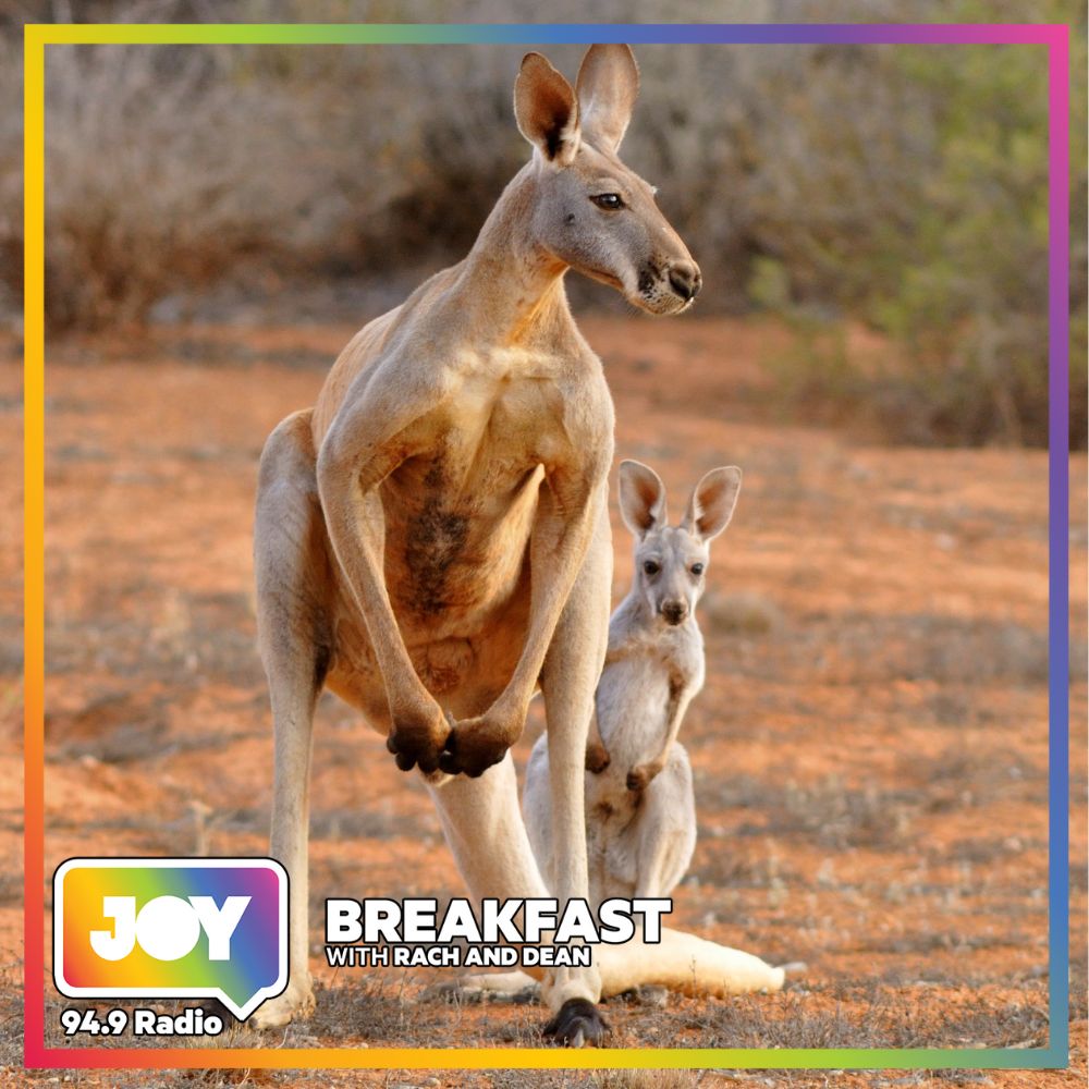 Where to find Kangaroos in Victoria, Australia?