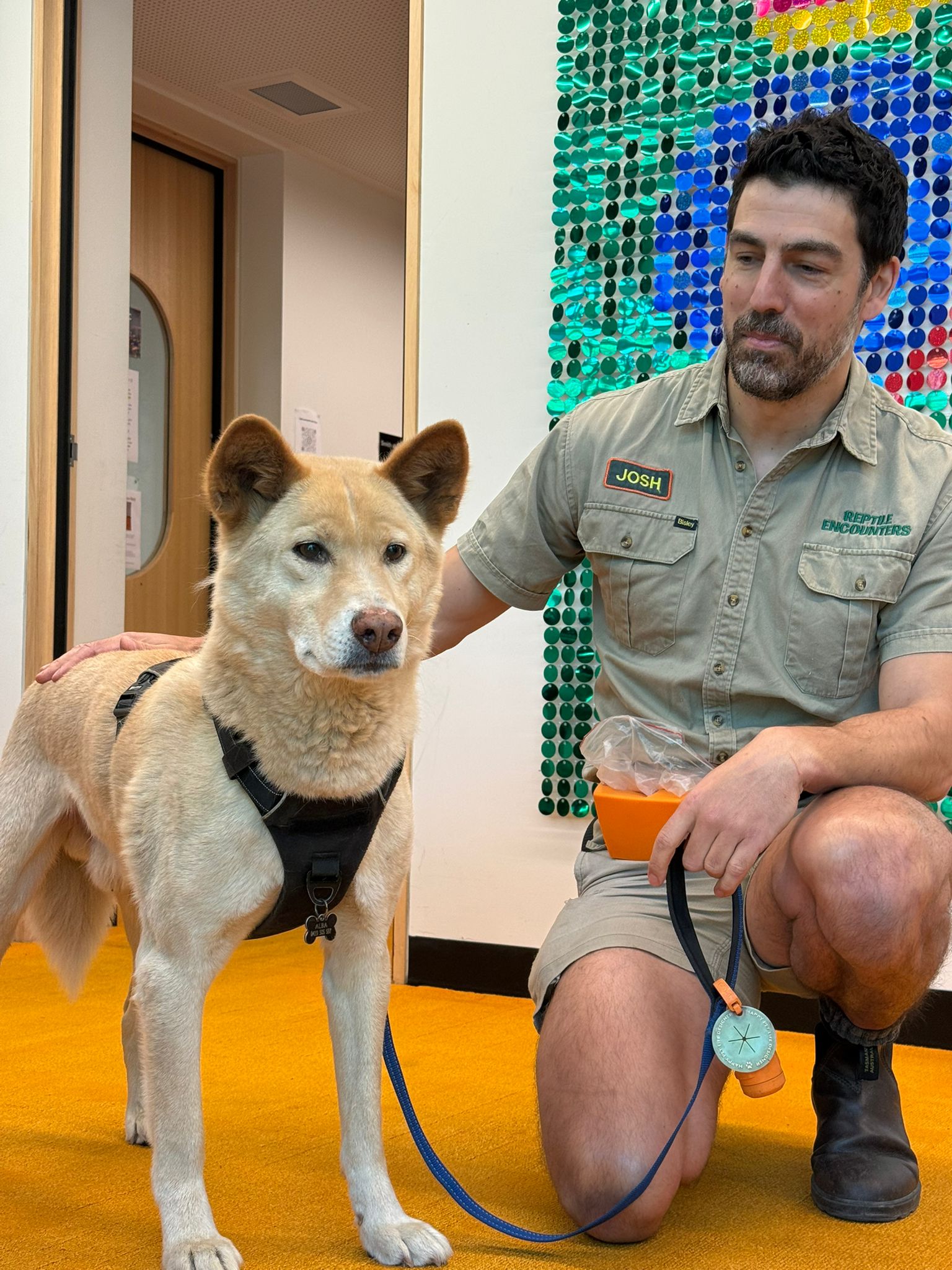 Sat, 21st, Feb, 2026: Josh Cox, Reptile Encounters: Why he took Alba the Dingo to Parliament House this week