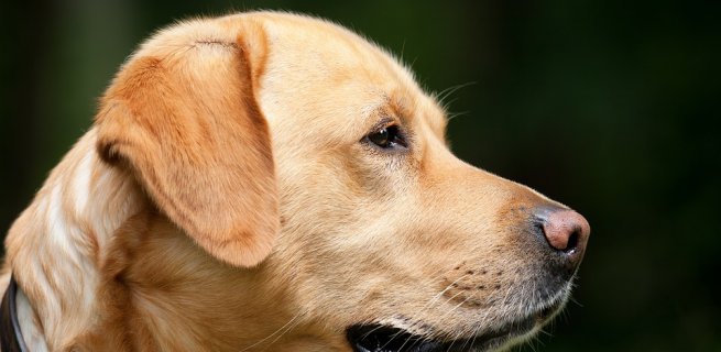 Dogs On Chapel Street – TASTY Raid 2.0?